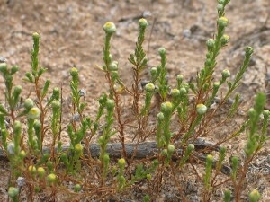 Stiff-cupped flower plant