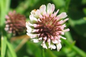 Strawberry Clover flowerhead