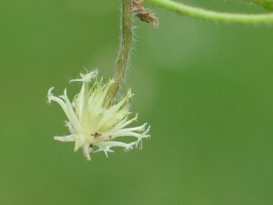 Subterranean Clover burr