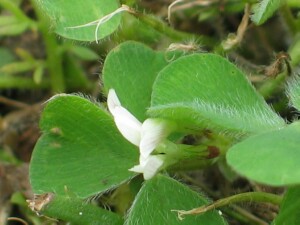 Flowers and leaves of Subterranean Clover