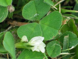 Subterranean Clover leaf
