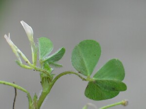 Subterranean Clover plant