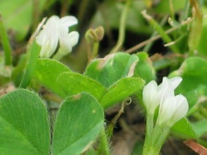 Subterranean Clover plants
