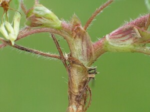 Stem base of Subterranean Clover