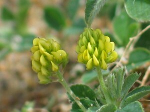 Flowers of Suckling Clover