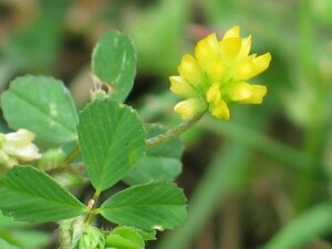 Leaf and flower of Suckling Clover