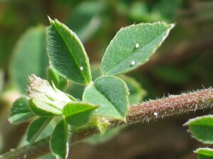 Leaves and stems of Suckling Clover
