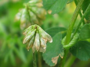 Mature flower-head of Suckling Clover
