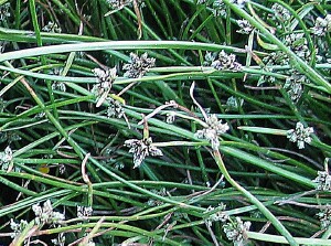 Spikelets of Swamp Club-rush