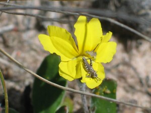 Flower of Swamp Goodenia