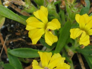 Swamp Goodenia flowers
