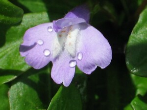 Swamp Mazus flower