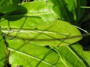 Swamp Mazus leaves