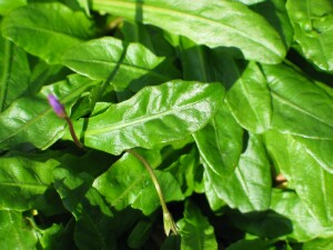 Swamp Mazus leaves