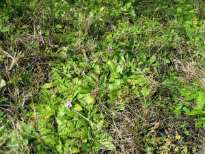 Swamp Mazus plants