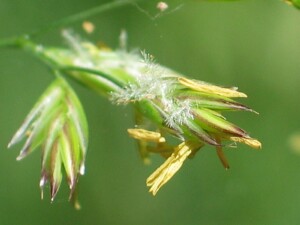 Tall Fescue florets with exerted stigmas and anthers