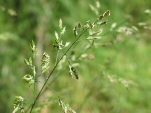 Flower head of Tall Fescue