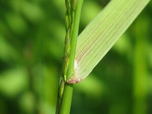 Tall Fescue ligule