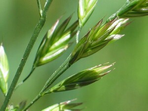 Mature spikelets of Tall Fescue