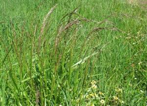 Tall Fescue plants