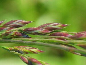Tall Fescue spikelets