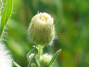 Flower-bud of Tall Fleabane