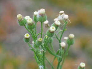 Flower-heads of Tall Fleabane