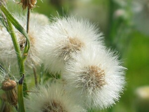 Tall Fleabane Fruit