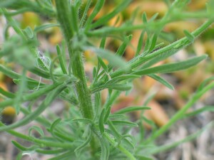 Leaves and stem of Tall Fleabane