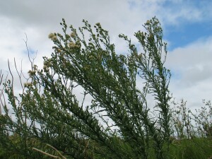 Tall Fleabane plants