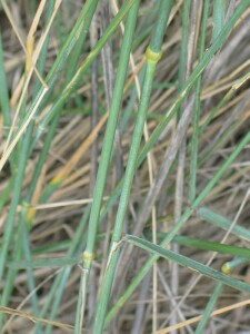 Stems of Tall Wheat-grass