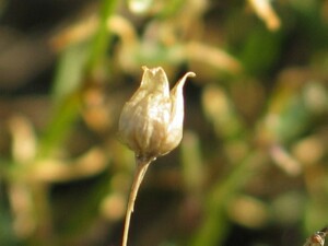 Mature capsle of Tasmanian Sand-spurrey