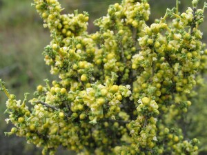 Buds and young flowers of Thorny Lawrencia