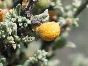 Thorny Lawrencia fruit