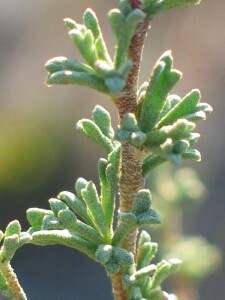 Thorny Lawrencia leaves