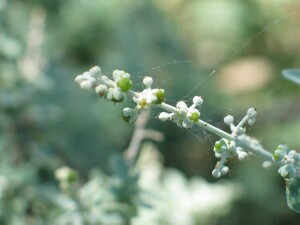 Developing fruit of Thorny Saltbush
