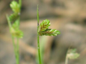 Tiny Flat-sedge flower-head