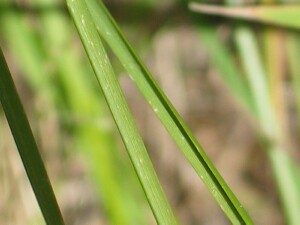 Leaves of Tussock Poa