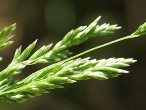 Tussock Poa spikelets