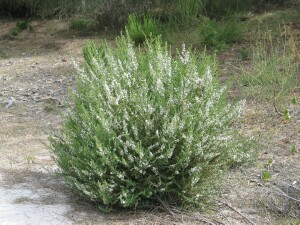 Twiggy Daisy-bush bush