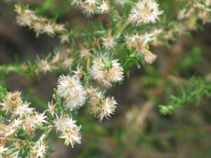 Twiggy Daisy-bush fruit