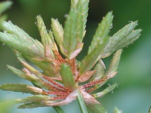 Umbrella Sedge flower-head