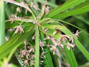 Old flower-heads of Umbrella Sedge