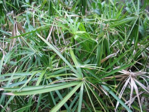 Umbrella Sedge plants