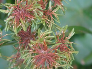 Umbrella Sedge flower-heads with fallen basal spikelets