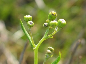 Flower buds of Variable Groundsel (var. lanceolatus)