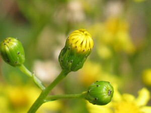 Flower buds of Variable Groundsel (var. maritimus)