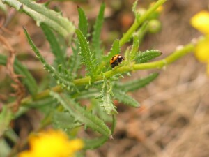 Leaves of Variable Groundsel (var. lanceolatus)