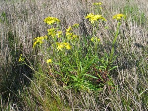Plant of Variable Groundsel (var. lanceolatus)