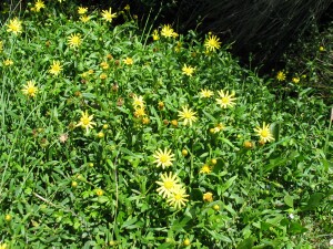 Population of Variable Groundsel (var. maritimus)